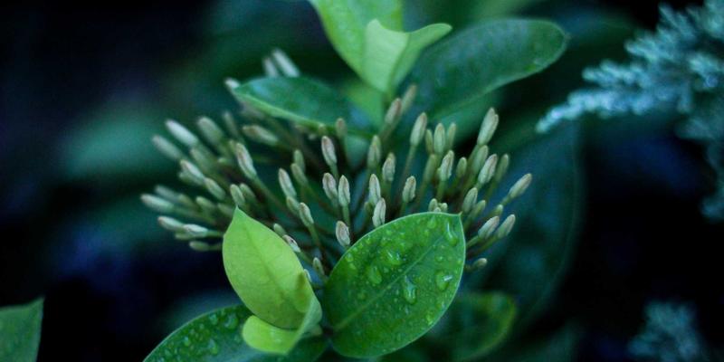 从配置到意图:深度解析基于意图的网络(IBN)架构与自动化运维实战